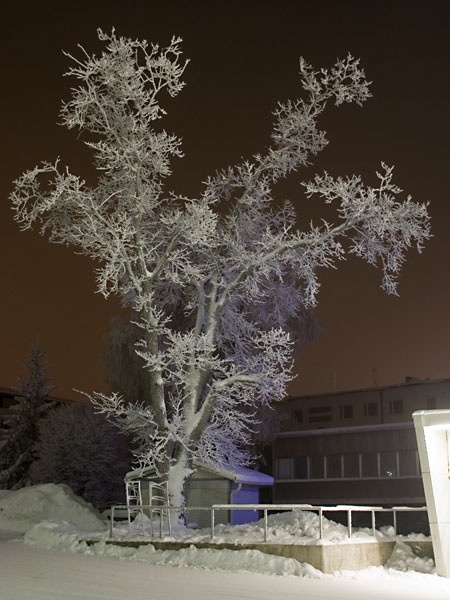 Puu Euromarketin pys&auml;k&ouml;intialueella